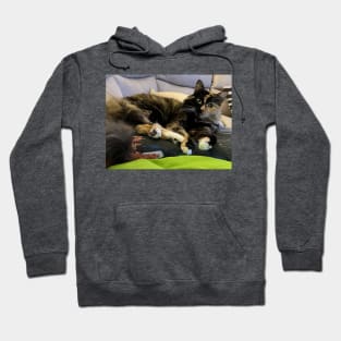 Tortoiseshell Cat Hoodie